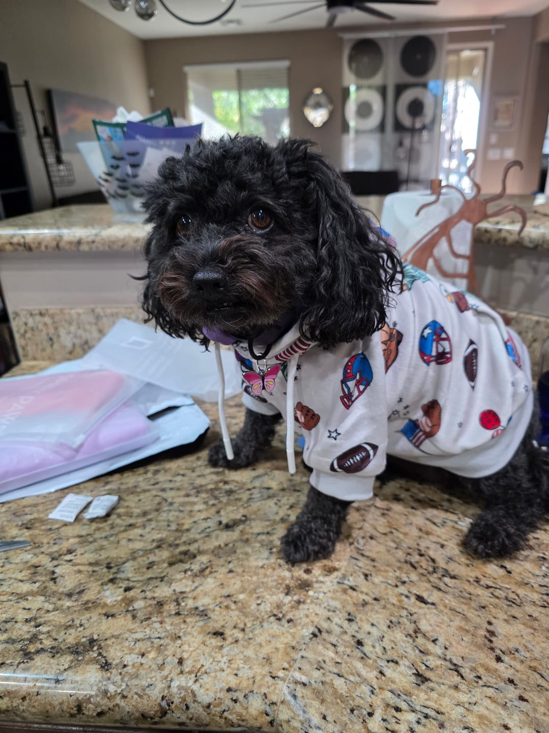 Customer photo review of Around the World Dog Hoodies