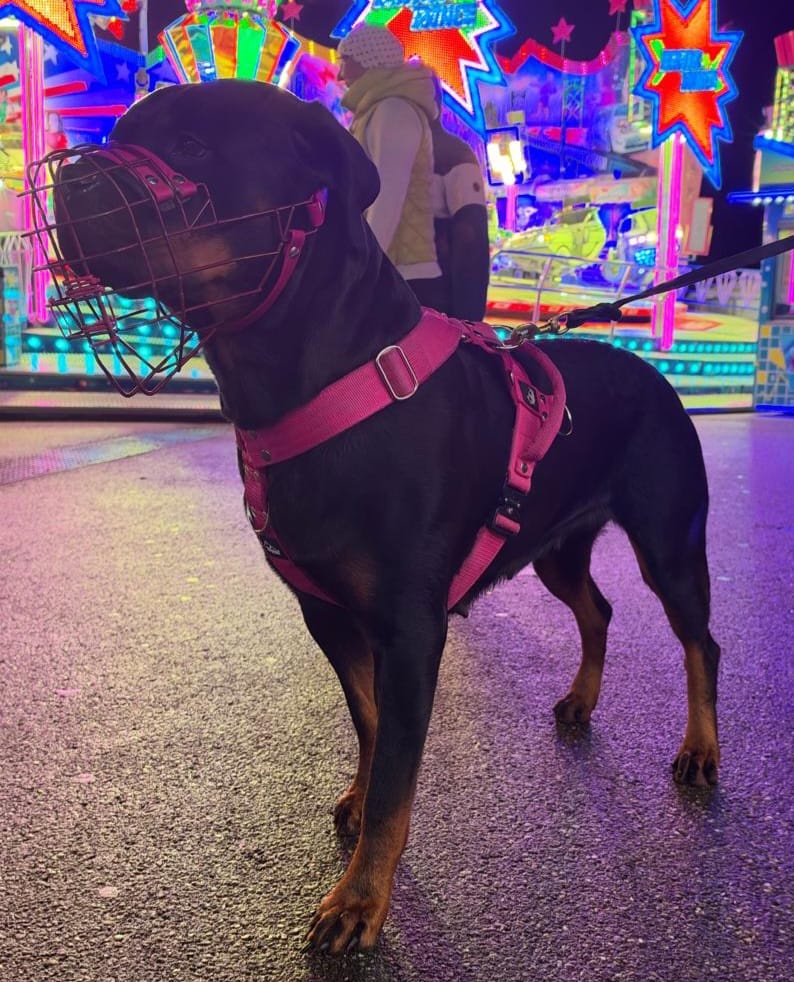 Customer photo review of Easy Walk Extreme Rosa - Sele med snabbspänne