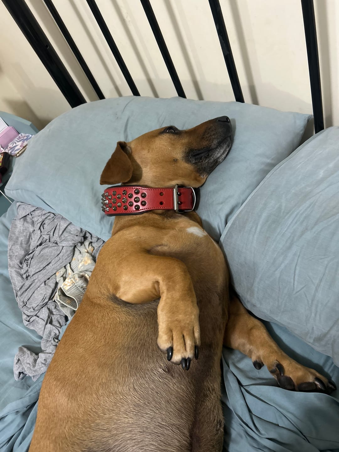 Customer photo review of Hand Made Leather Dog Collar - Ruthless Red & Black (Wide Fit)