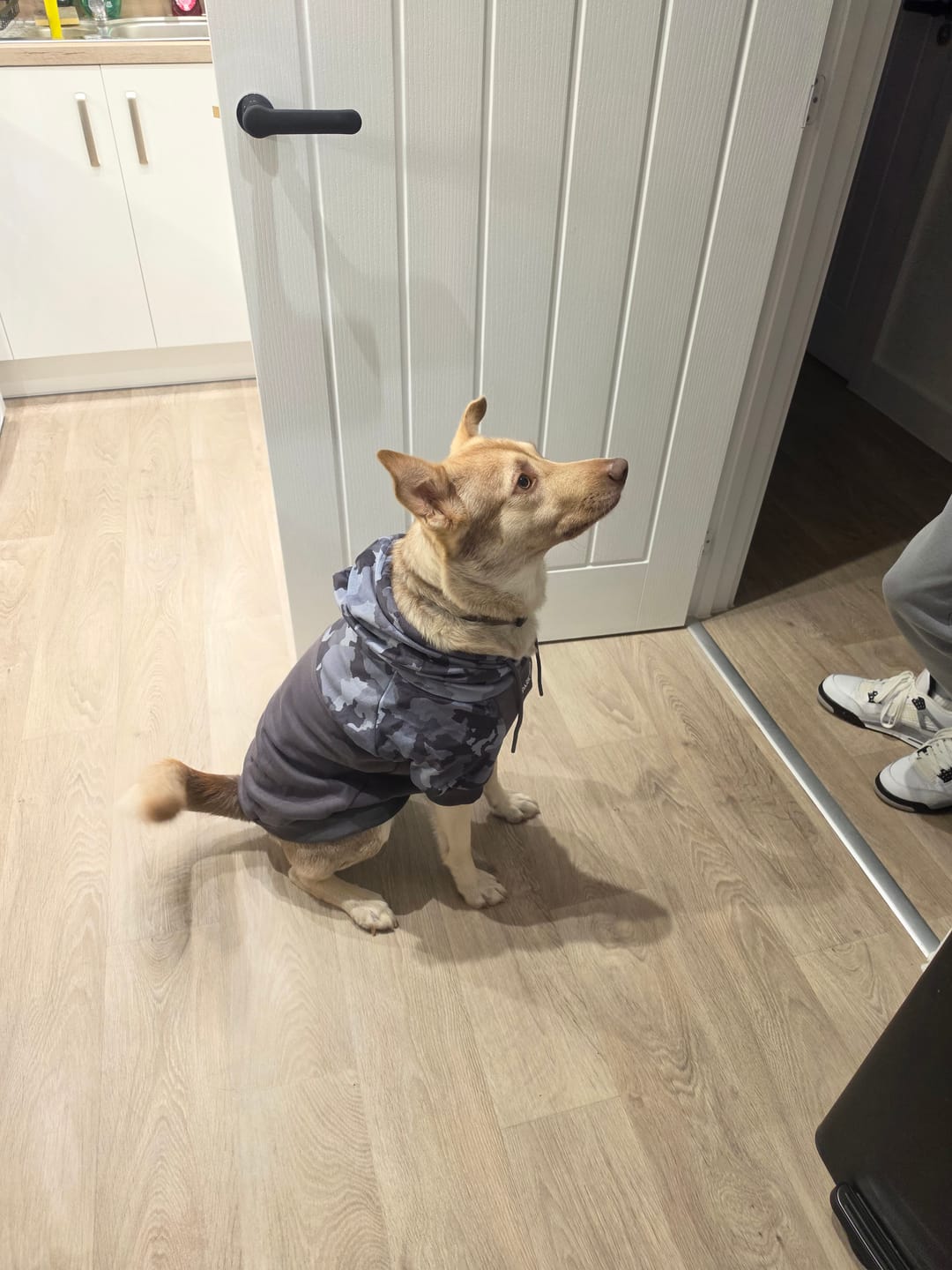 Customer photo review of Grey Camo Dog Hoodie