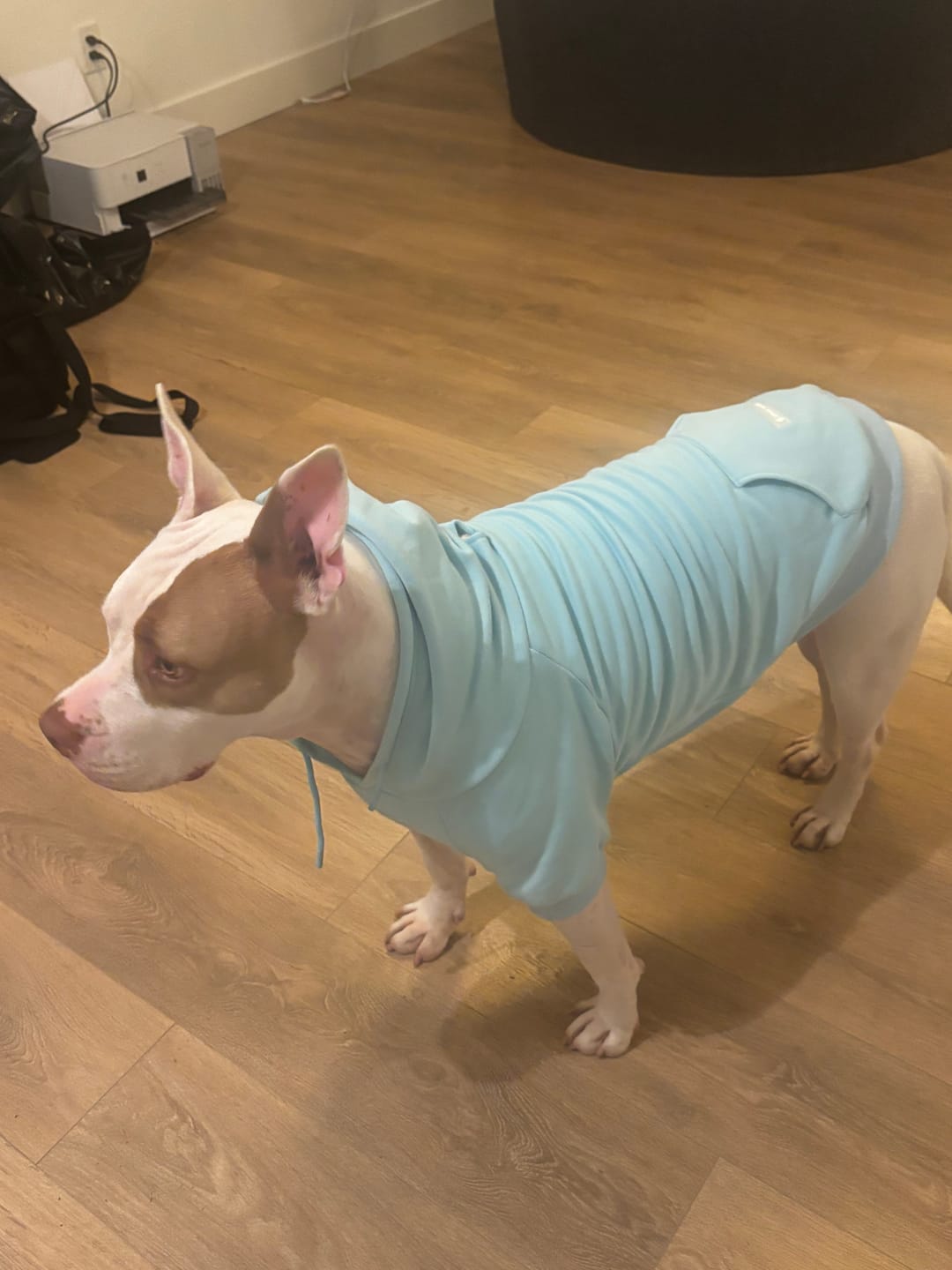 Customer photo review of Essential Dog Hoodie - Baby Blue