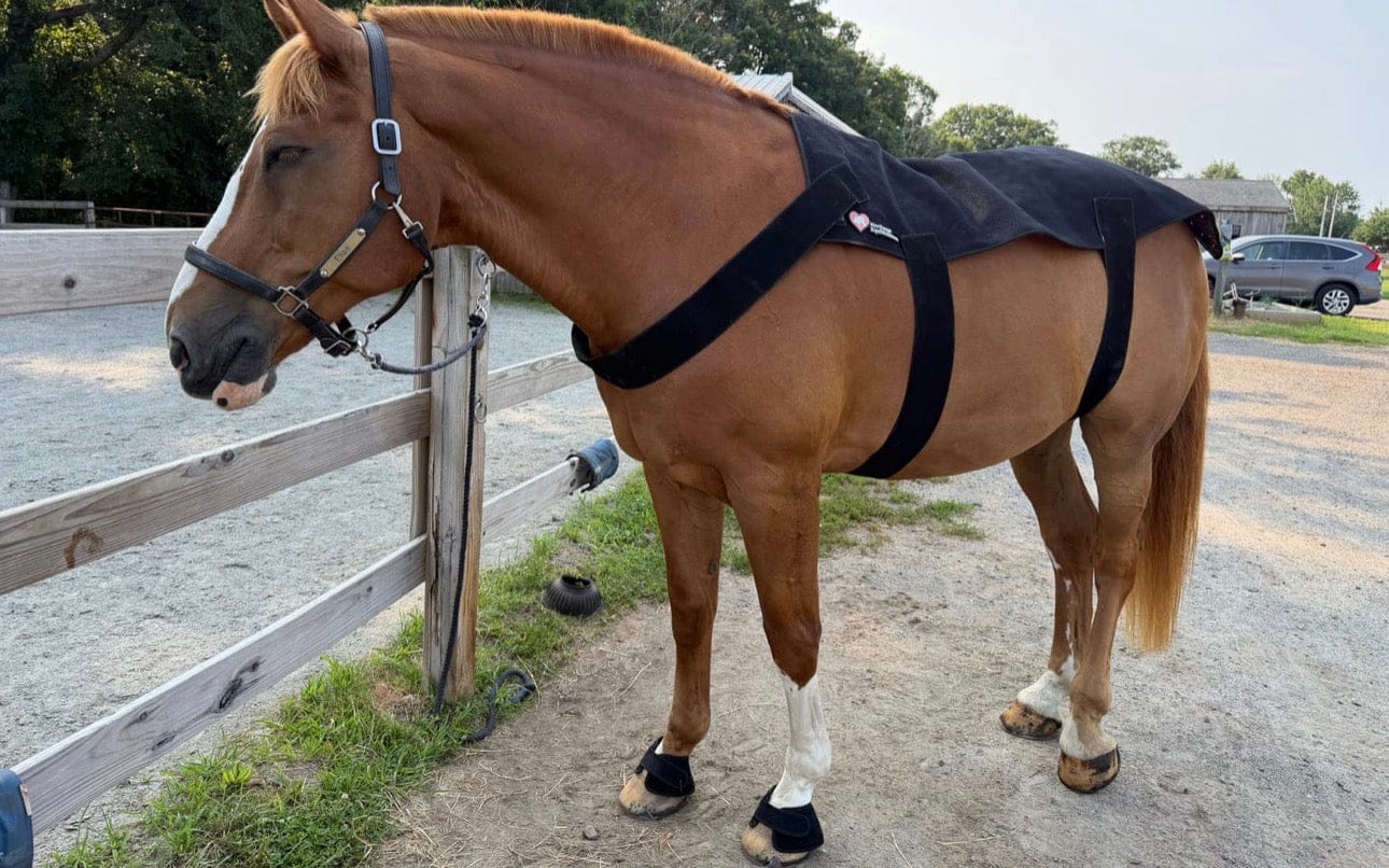 Customer photo review of Lumivo – Rotlicht-Manschette für Huf & Fessel