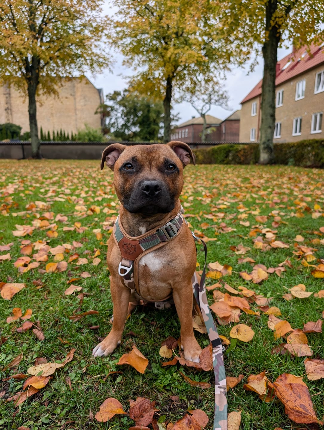 Customer photo review of Staffordshire Bull Terrier 1935® Harness & Leash Set - Sand Camo