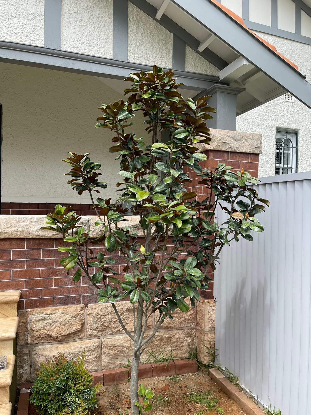 Customer photo review of Teddy Bear Magnolia - Magnolia grandiflora 'Teddy Bear'