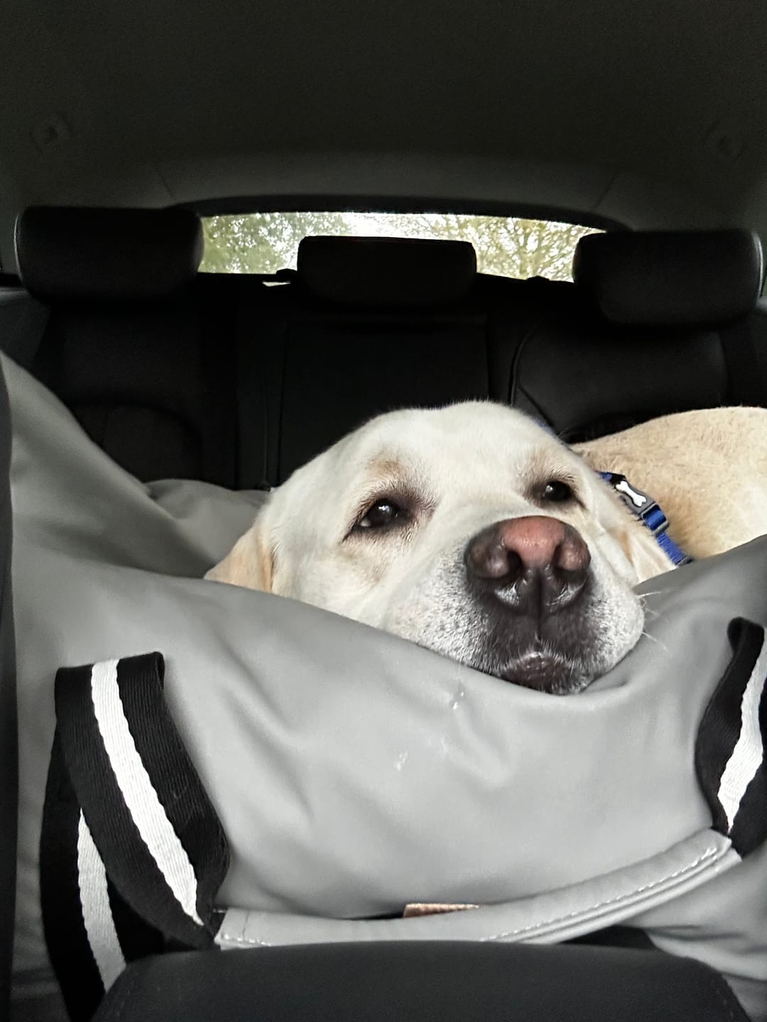 Customer photo review of Dog Dock V2 New & Improved ISO Fix