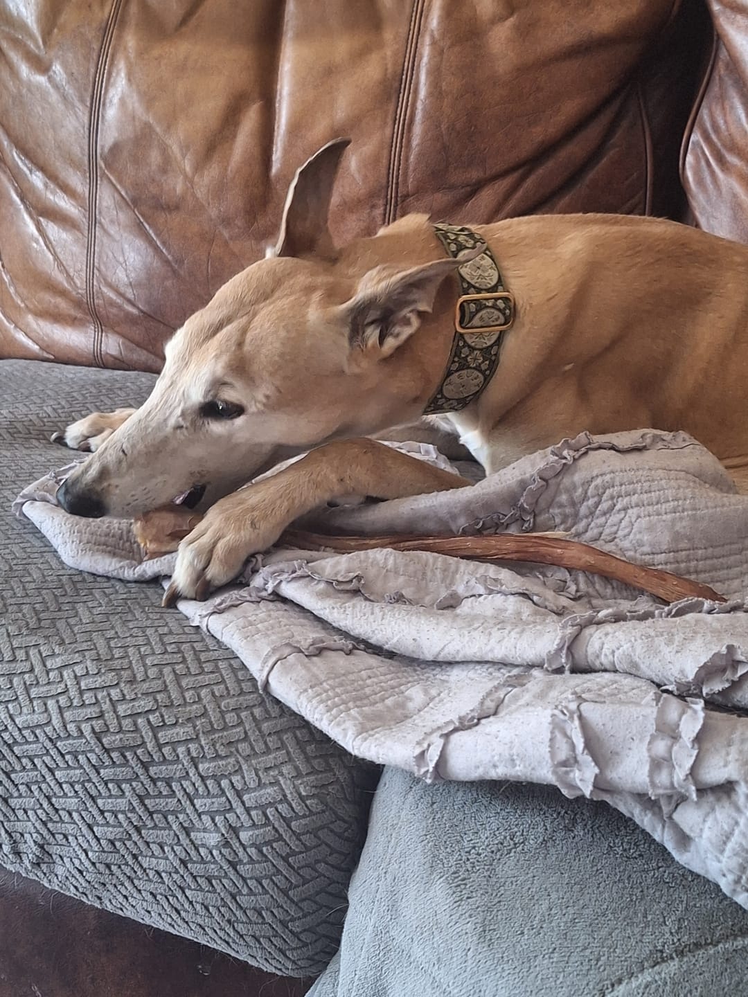 Customer photo review of Ostrich Long Tendon (16" x 2.5" x 1"): The Satisfying, All-Natural Chew for Dental Health & Joint Support