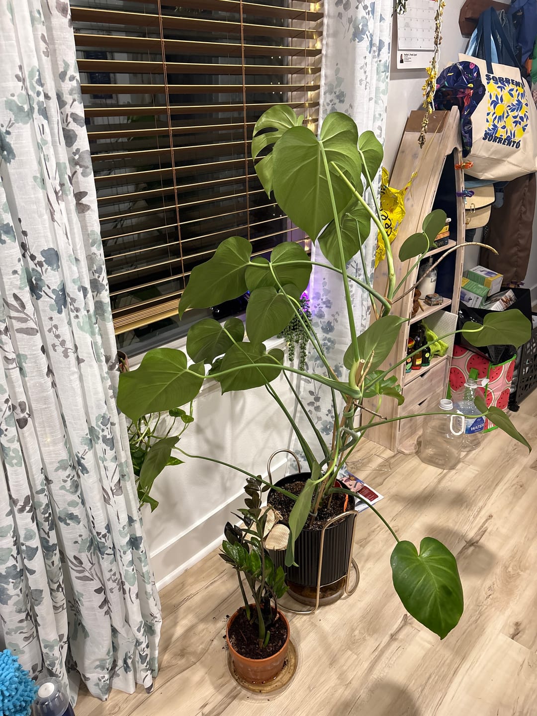 Customer photo review of Soil Refresh