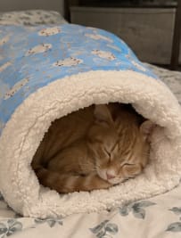 Customer photo review of Cozy Pup Pod
