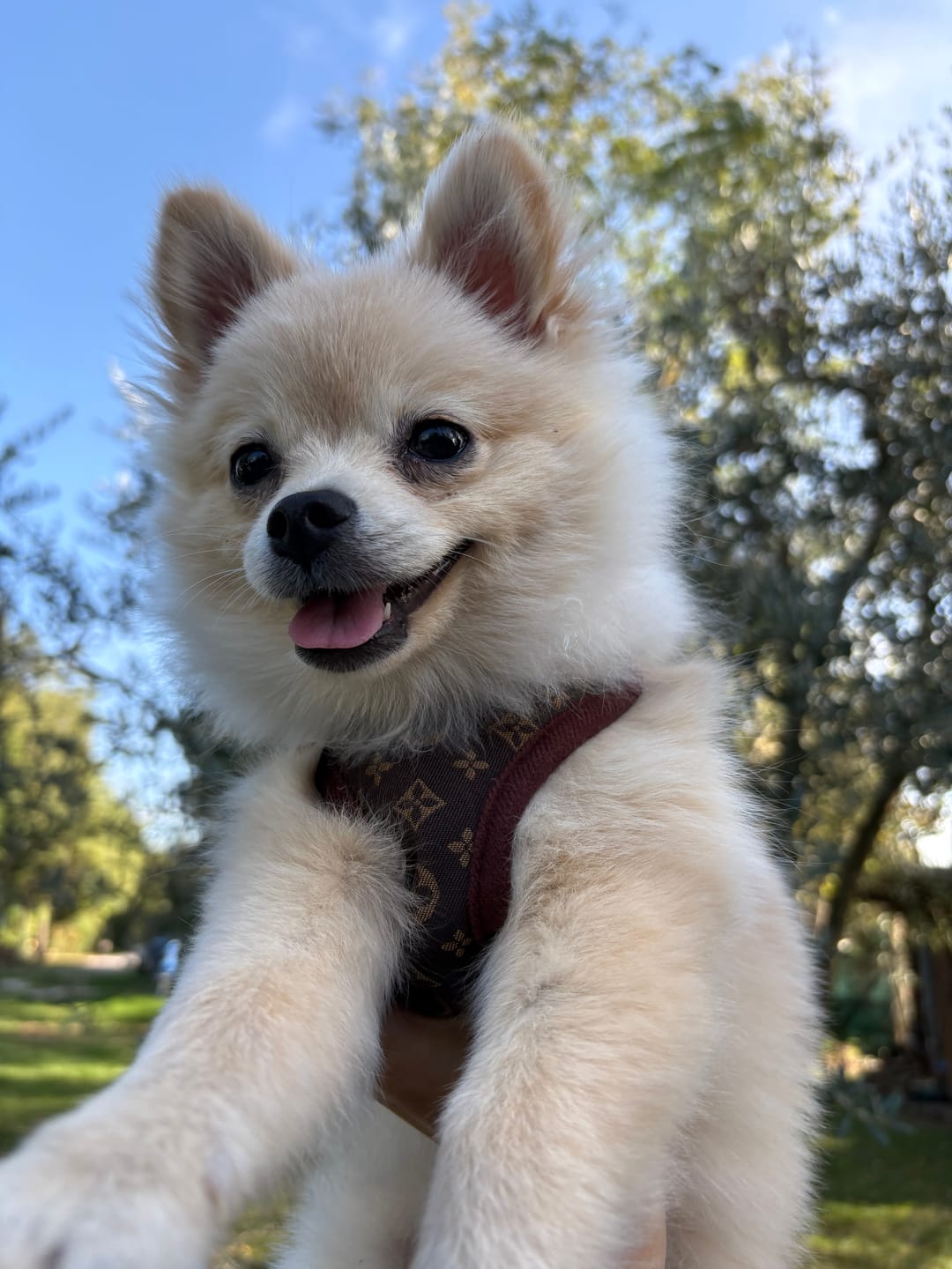 Customer photo review of Pettorina e guinzaglio Louis Pawtton