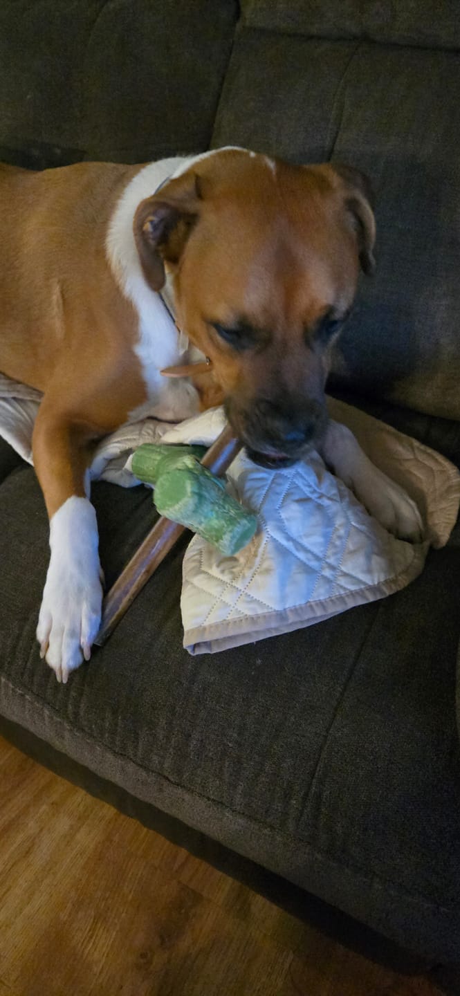 Customer photo review of Wholly Pup Gift Card