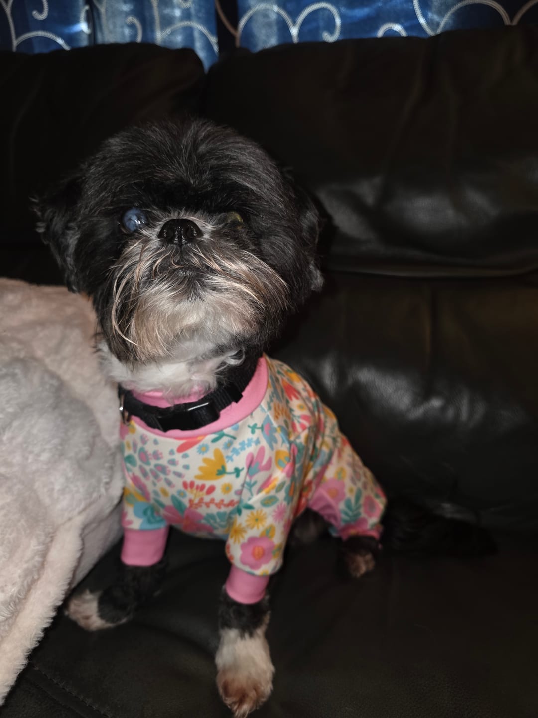 Customer photo review of Dog Pajama - Butterfly