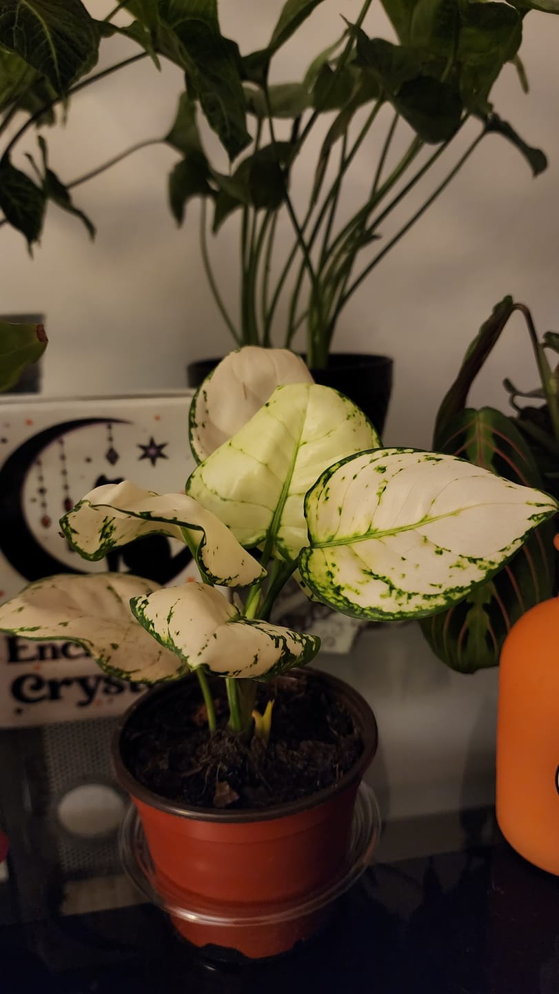 Customer photo review of Aglaonema 'Super White'