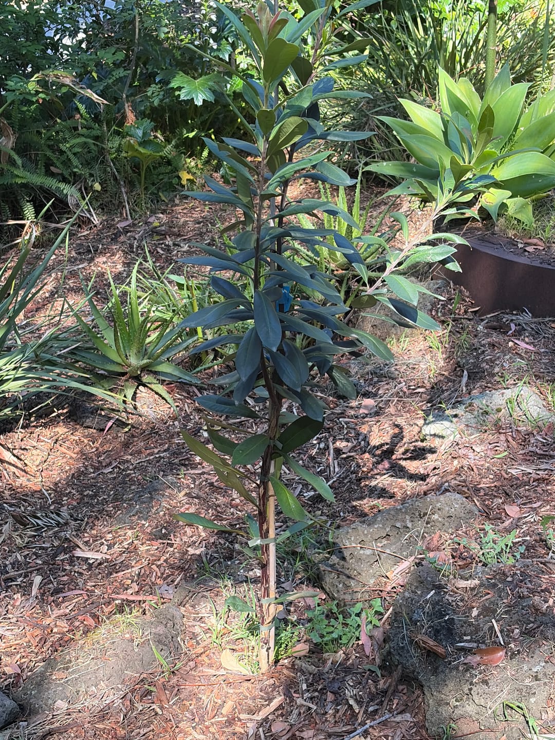 Customer photo review of Water Gum Tree - Tristaniopsis laurina