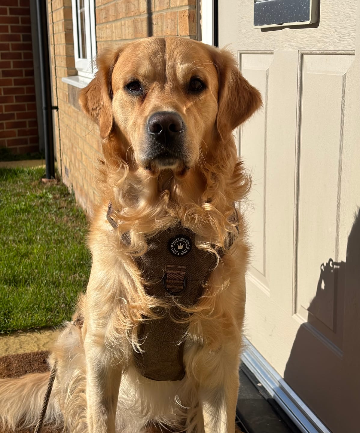Customer photo review of Trail & Glow Tweed Dog Harness - Oxford Tweed