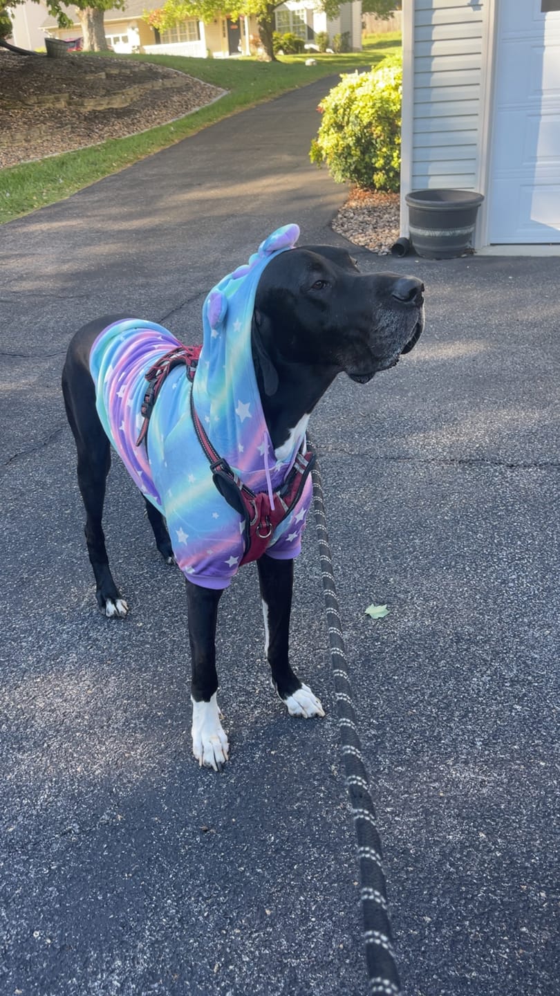 Customer photo review of Unicorn Dog Hoodie