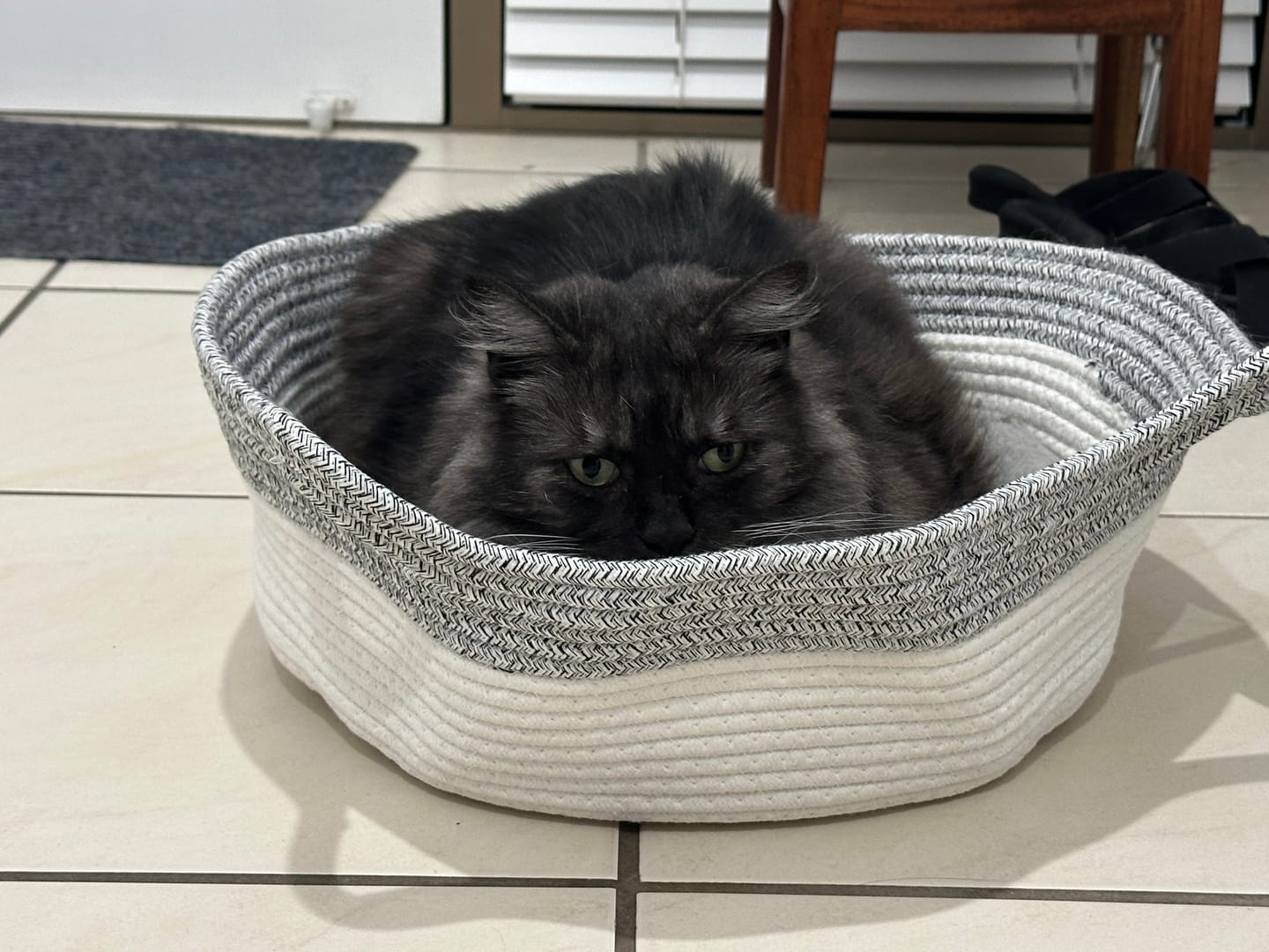 Customer photo review of Instinct Basket | Meet the first research-backed natural territory for indoor cats