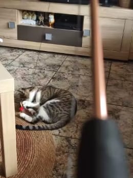 Customer photo review of Caña para jugar con gatos: juega sin arañazos