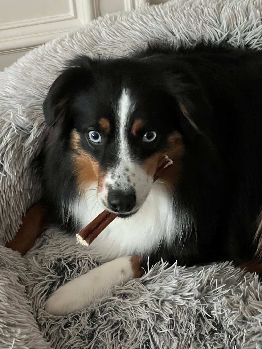Customer photo review of 6 Inch Thick Bully Stick