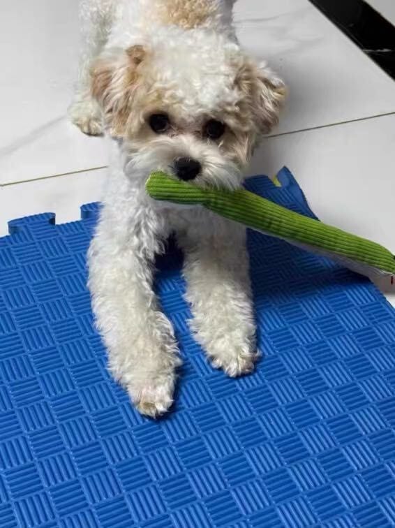 Customer photo review of Calming Snake