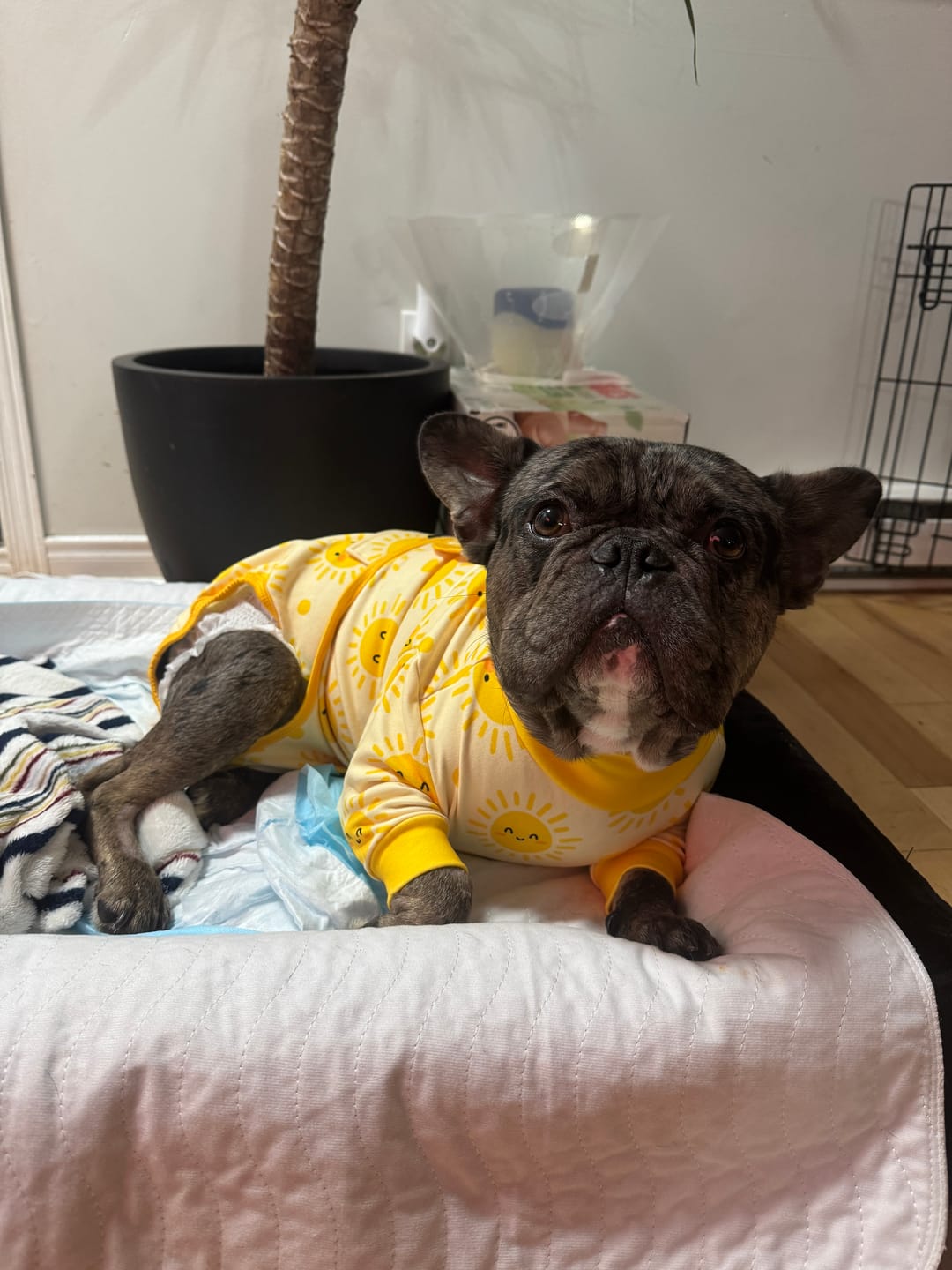 Customer photo review of Dog Surgical Suit - Sunshine