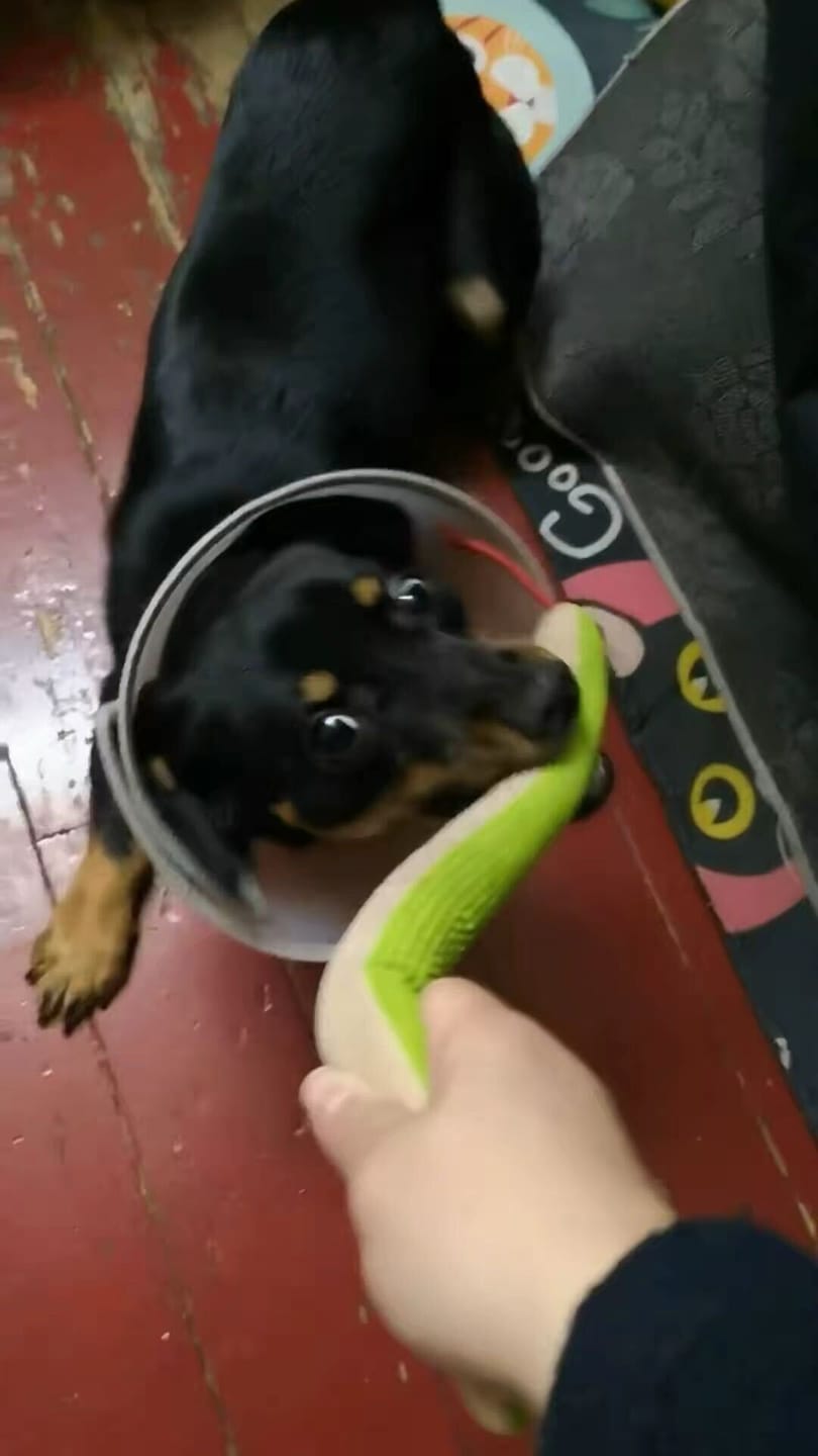 Customer photo review of Calming Snake