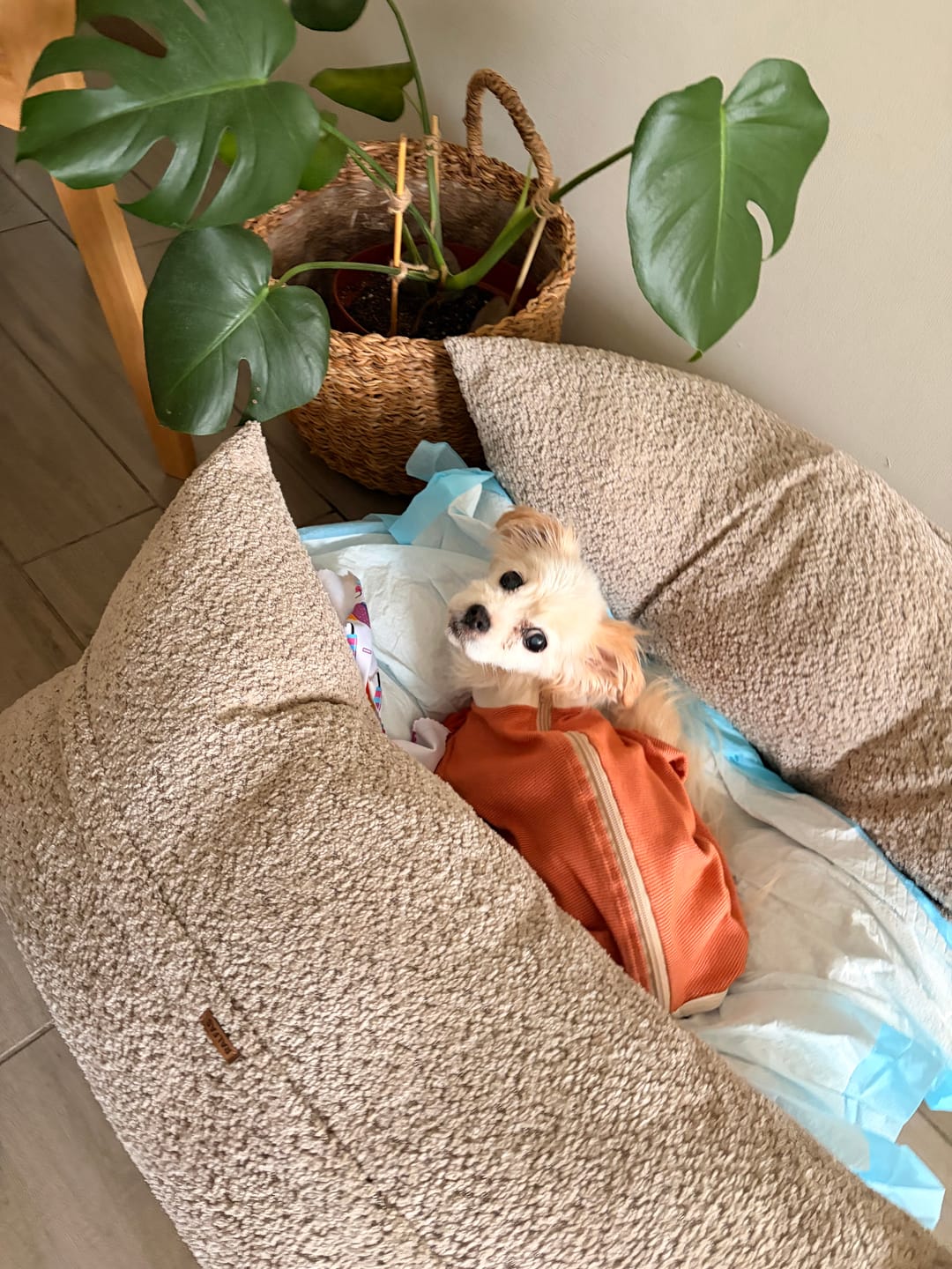 Customer photo review of Cama Yoko Arena
