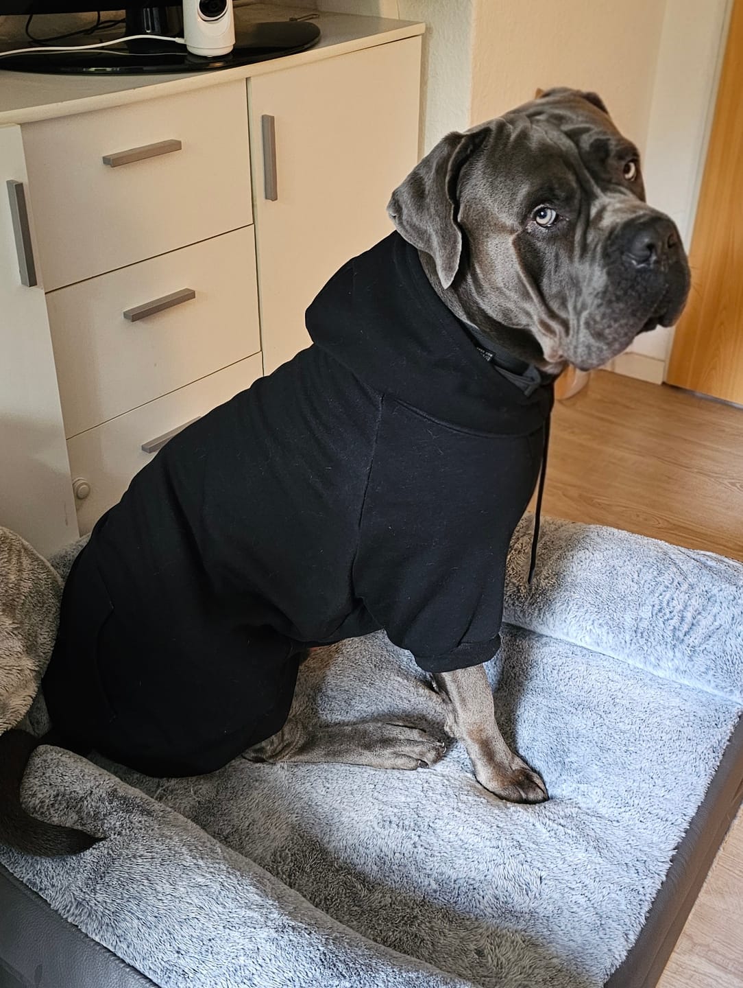 Customer photo review of Essential Dog Hoodie - Black