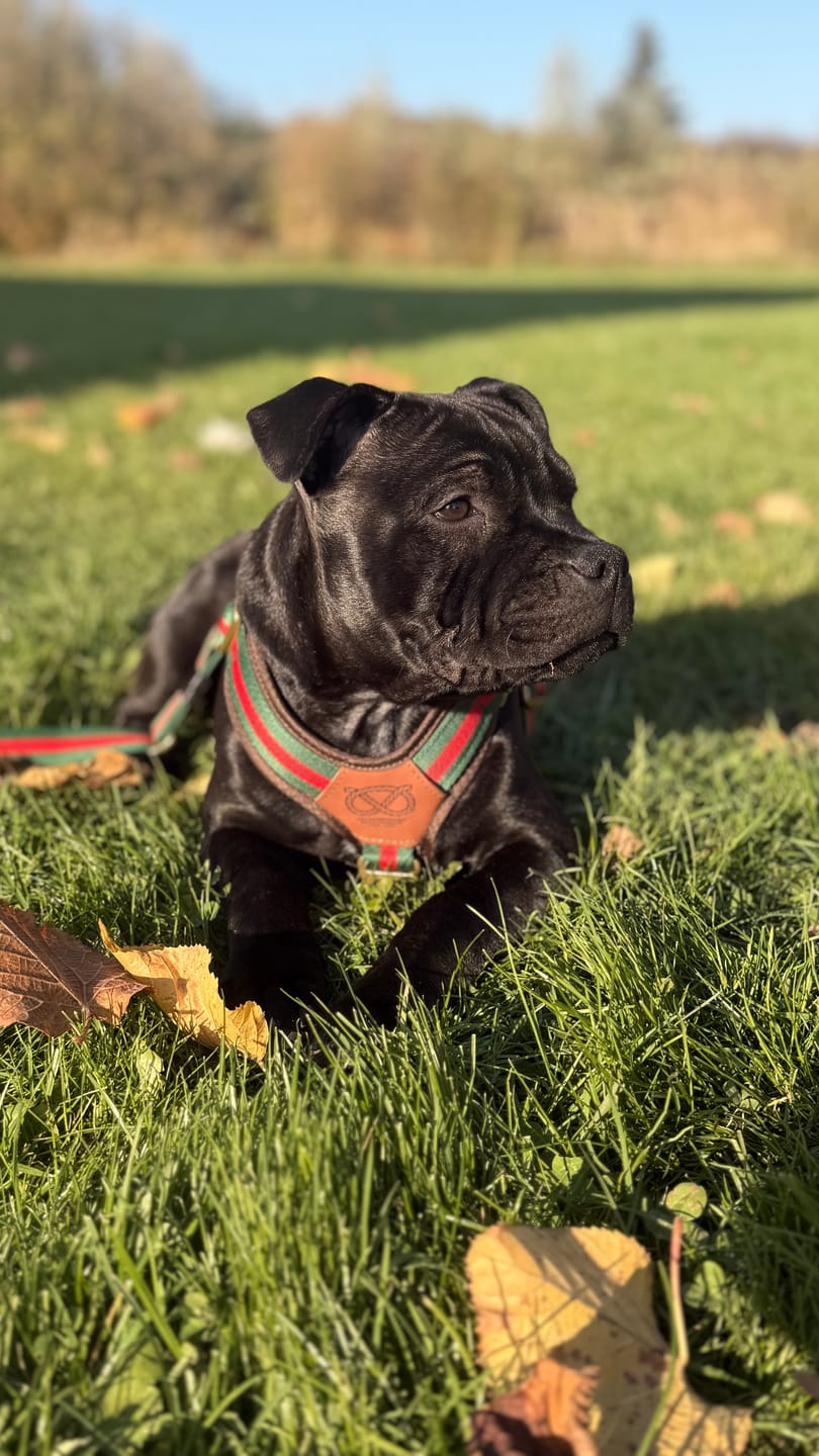 Customer photo review of Staffordshire Bull Terrier 1935® Harness & Leash Set - Rosso Verde Edition