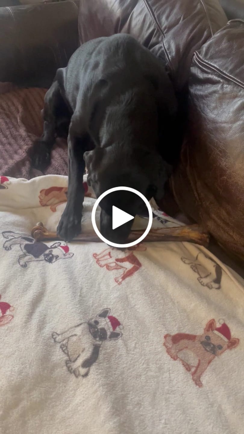Customer video review of Ostrich Long Bone (19" x 3.5"): The Ultimate Challenge for Medium, Large & Extra-Large Dogs