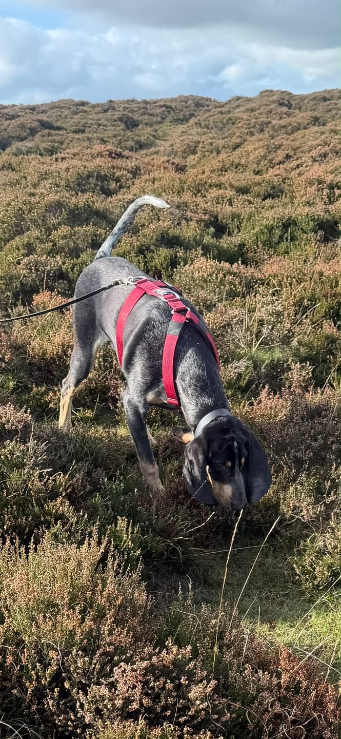 Customer photo review of Anti-Pull TRI-Harness® | Training Dog Harness for All Breeds - Burgundy