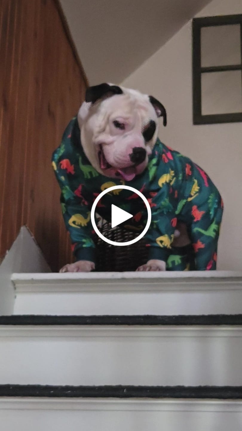 Customer video review of Dog Pajama Prints