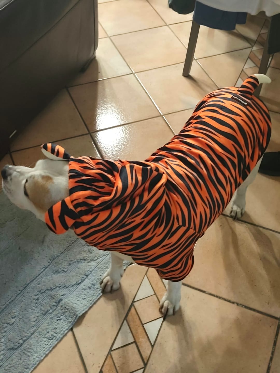 Customer photo review of Halloween Dog Hoodie - Tiger