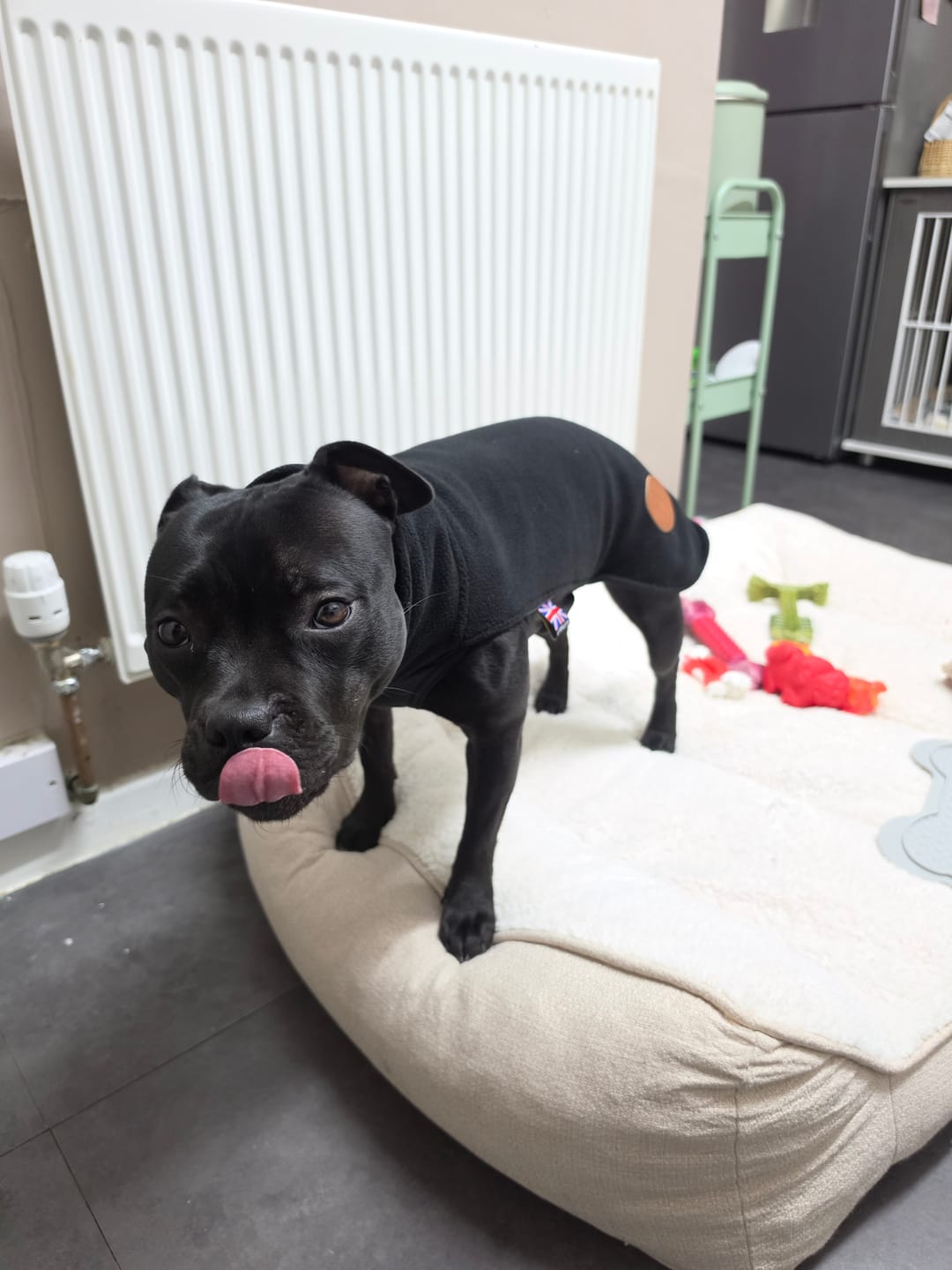 Customer photo review of Staffordshire Bull Terrier 1935® Fleece Coat - Black