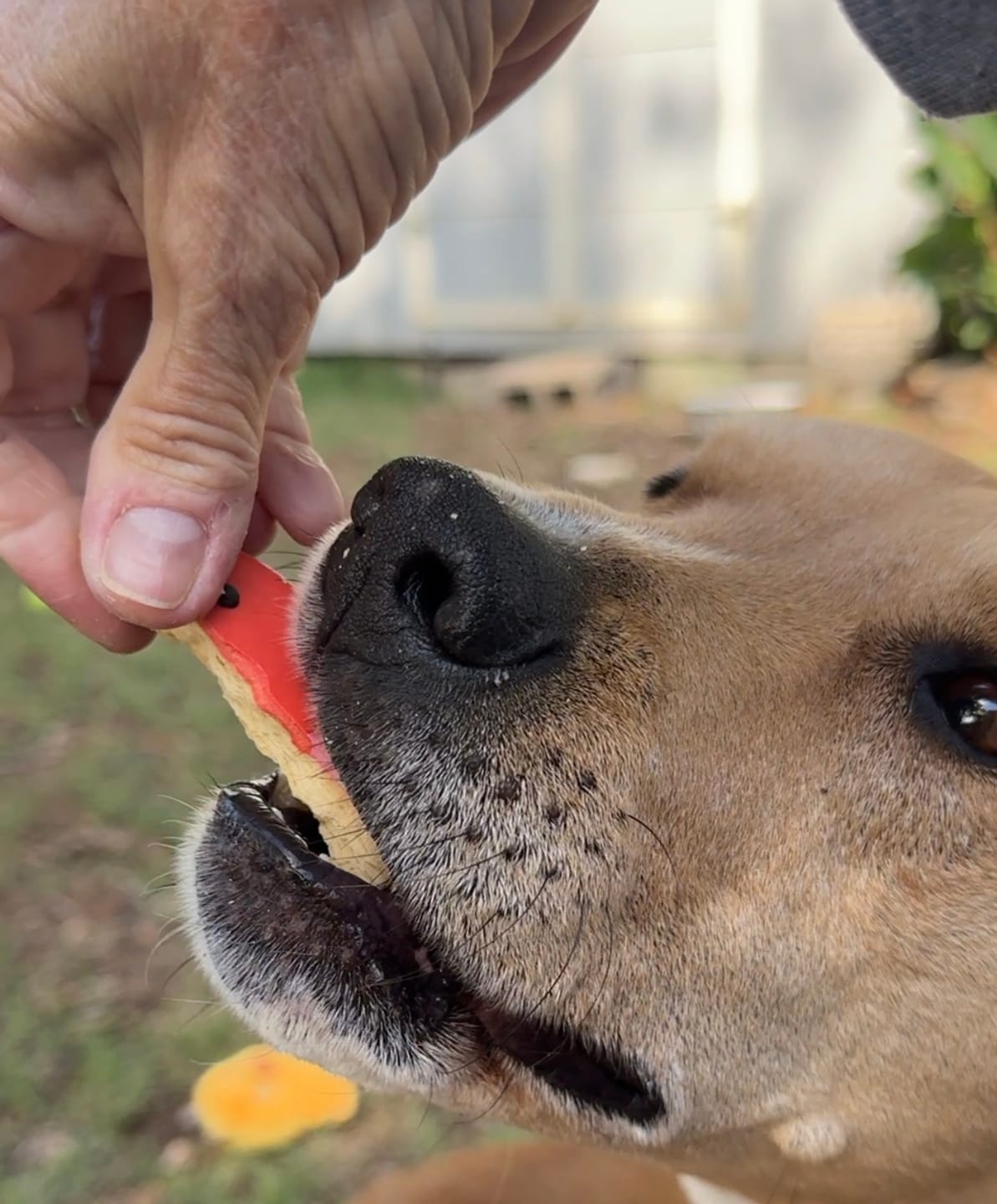 Customer photo review of Frosted Cookies for Dogs