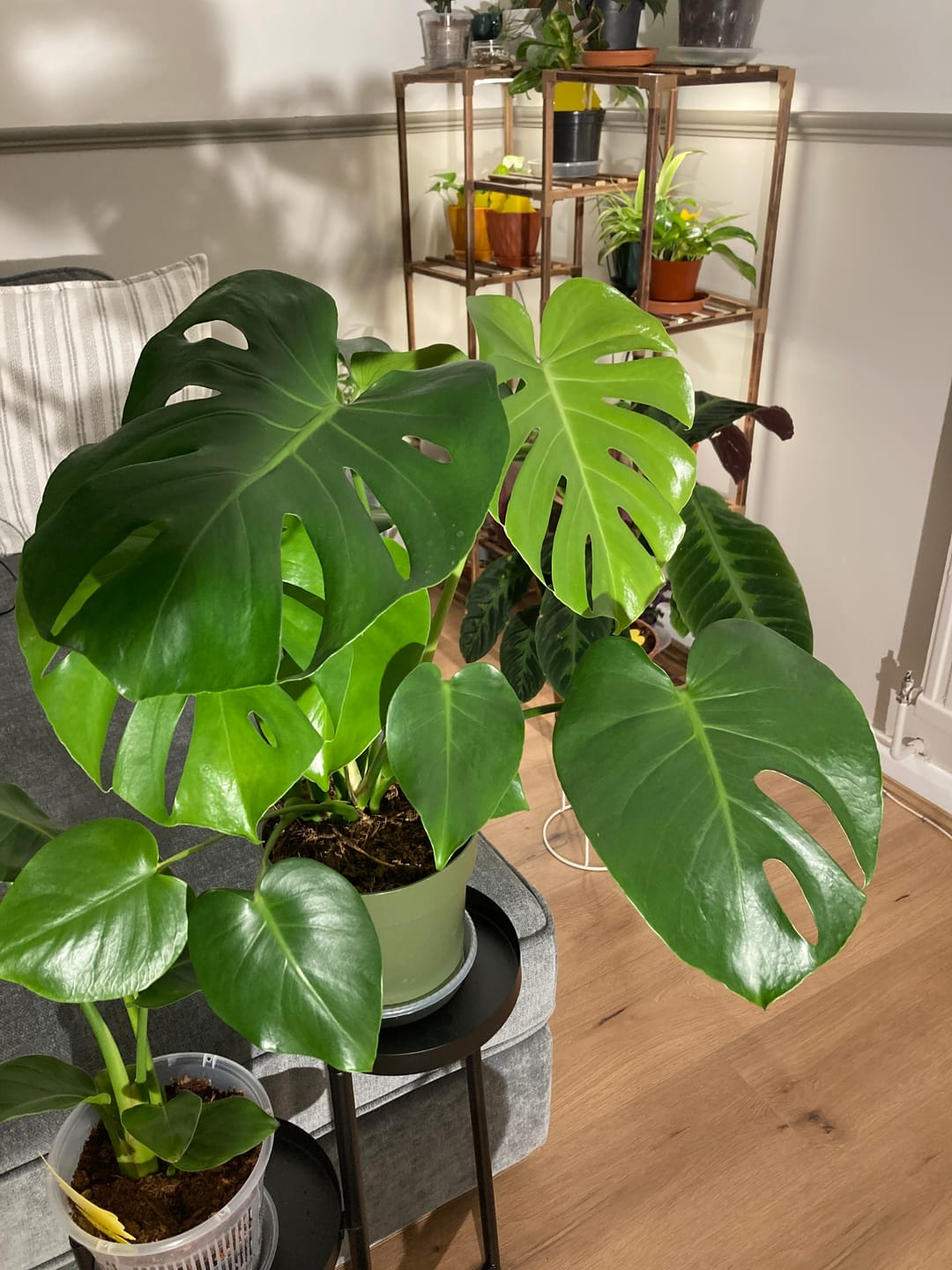Customer photo review of Pianta Grow Light and Stelo Clip-On Bulb Holder Bundle