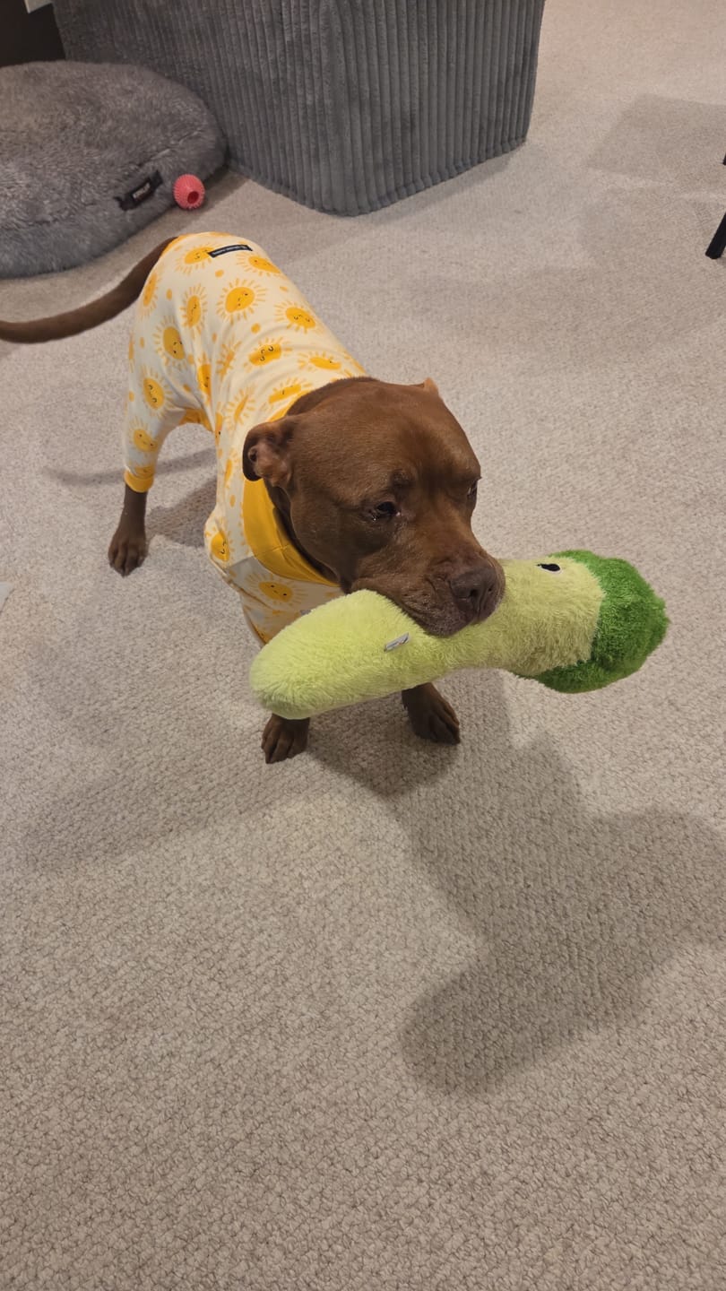 Customer photo review of Dog Pajama - Sunshine