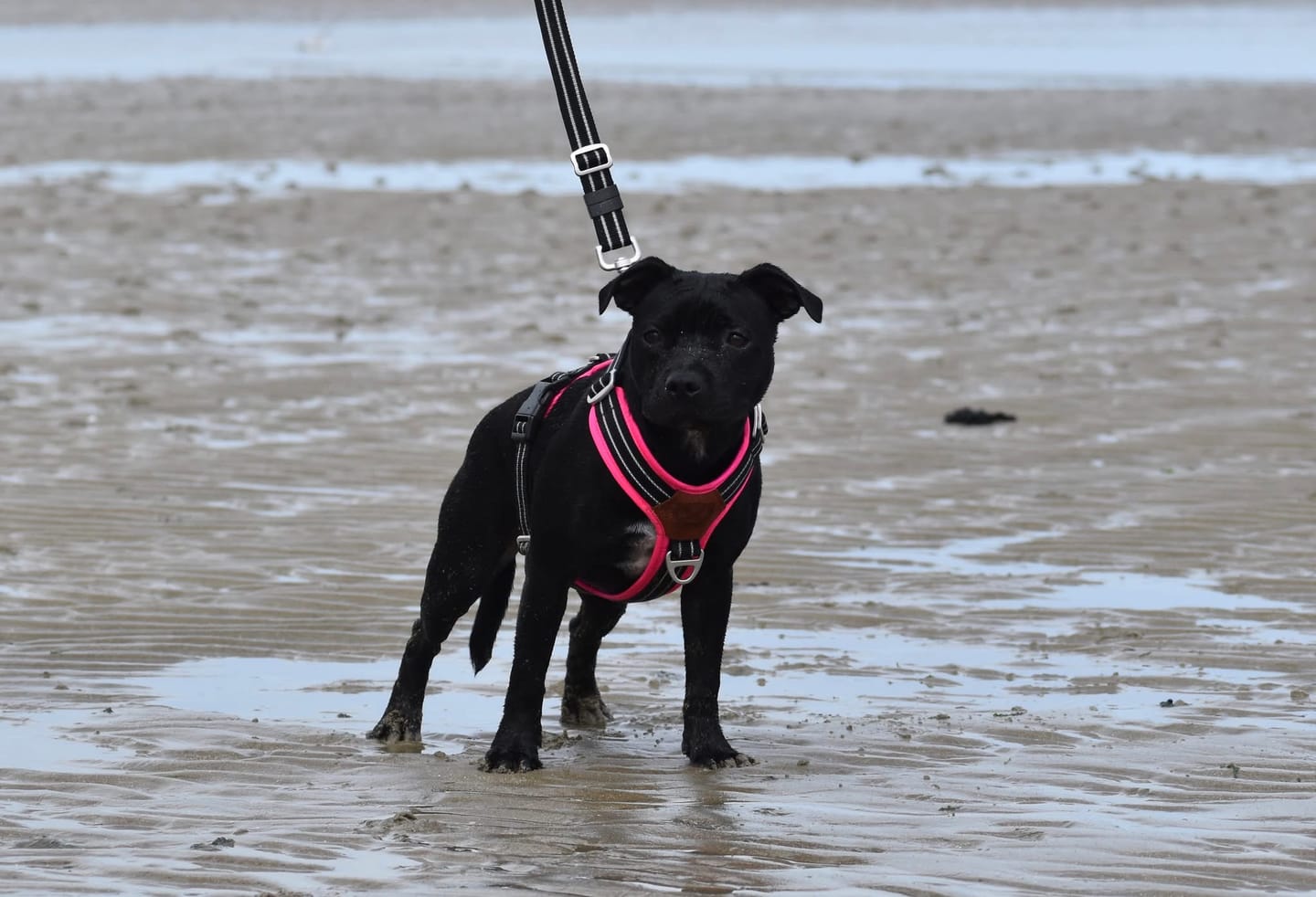 Customer photo review of Staffordshire Bull Terrier 1935® Harness & Leash Set - Black & Neon Pink
