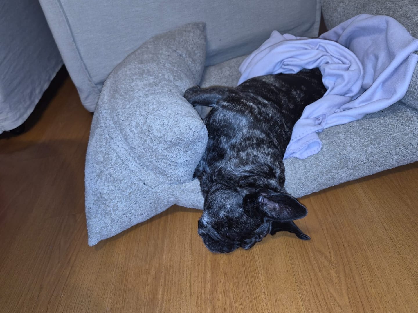 Customer photo review of Cama Yoko Arena M