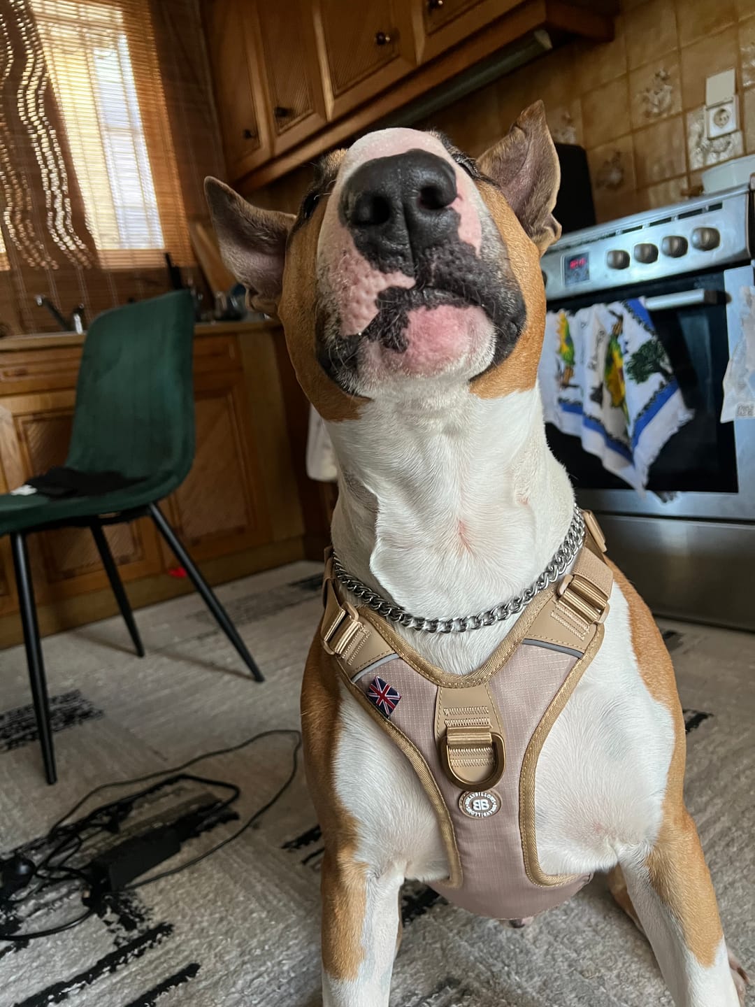 Customer photo review of Anti Pull Hurricane Harness Lighter | With Handle - Tan X Tan