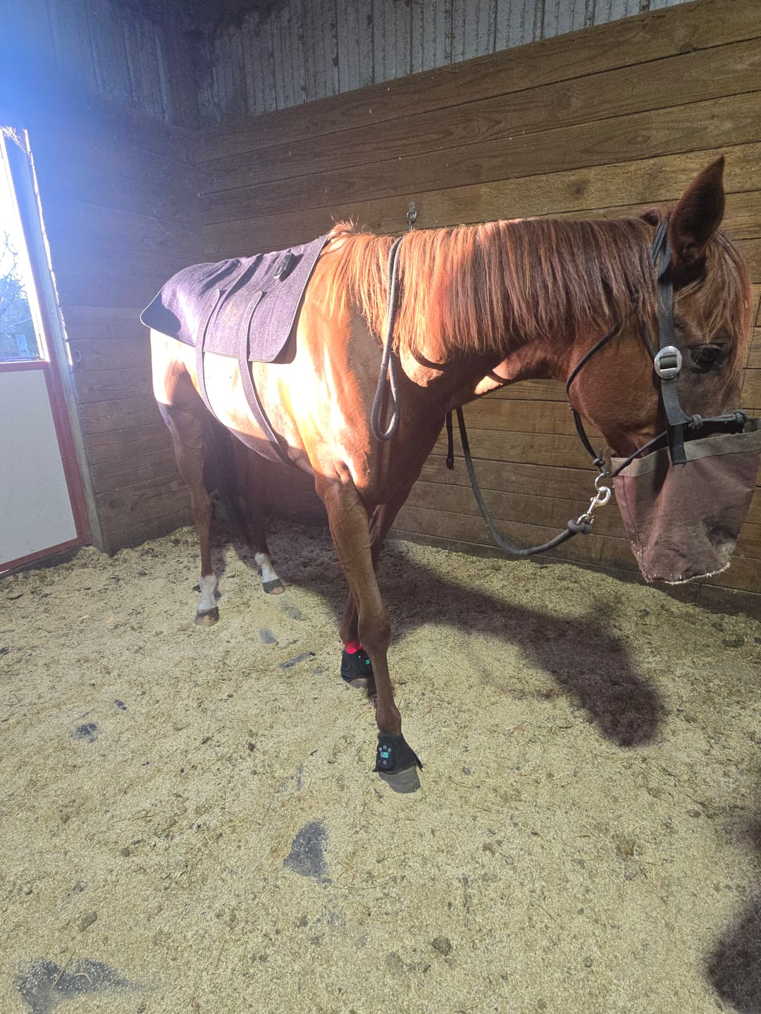 Customer photo review of HorseHalo™ HaloBack