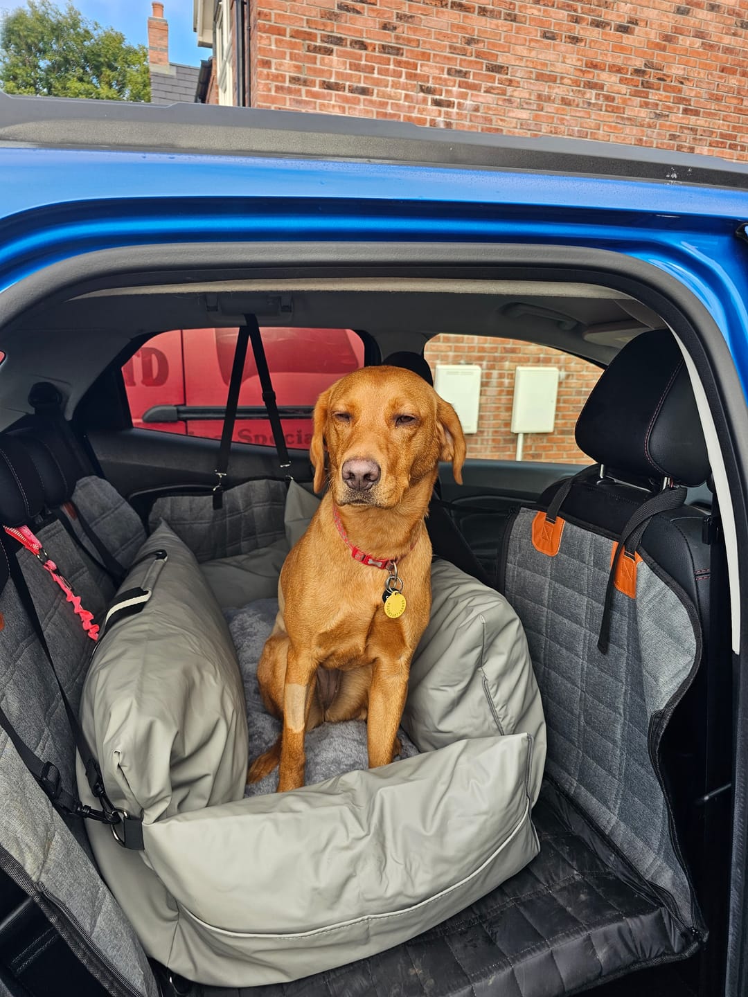 Customer photo review of Dog Dock V2 New & Improved ISO Fix