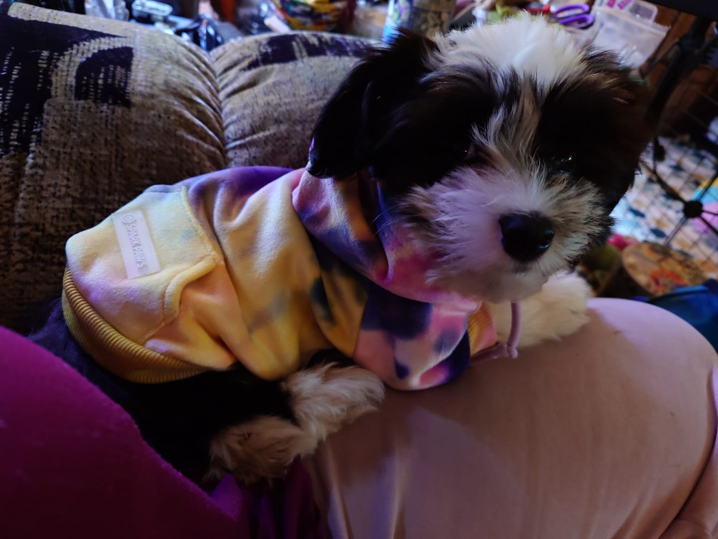 Customer photo review of Velvet Dog Hoodie - Berry Lemonade