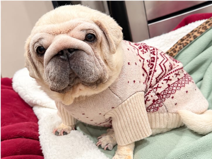 Customer photo review of Snowberry | Après Ski Roll Neck Knit