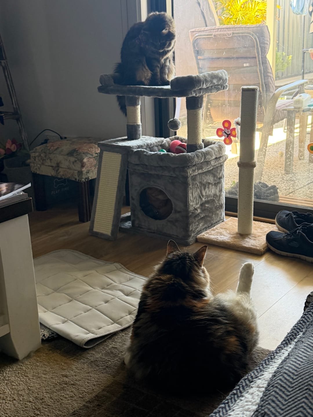 Customer photo review of Cat Tree Tower Large Perch Condo Sisal Scratcher for Indoor Felines Grey