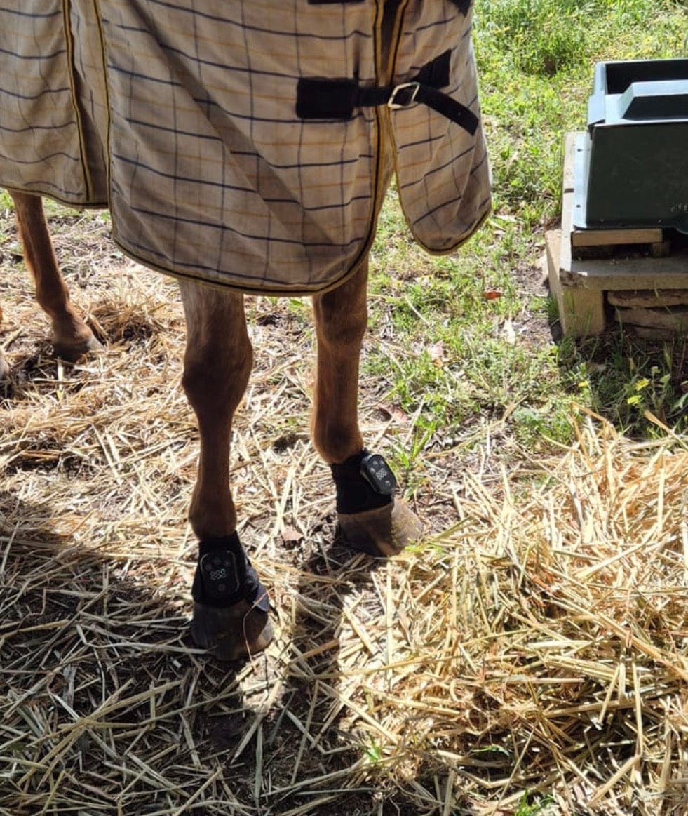 Customer photo review of Lumivo – Rotlicht-Manschette für Huf & Fessel