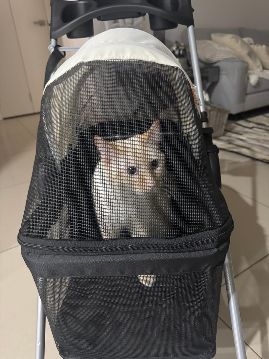 Customer photo review of Foldable Pet Stroller for Dogs & Cats – 15kg