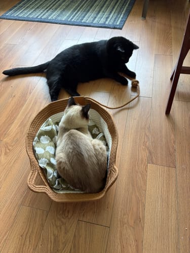 Customer's Instinct Basket with one cat sleeping inside, while another black cat plays with a rope toy on the floor