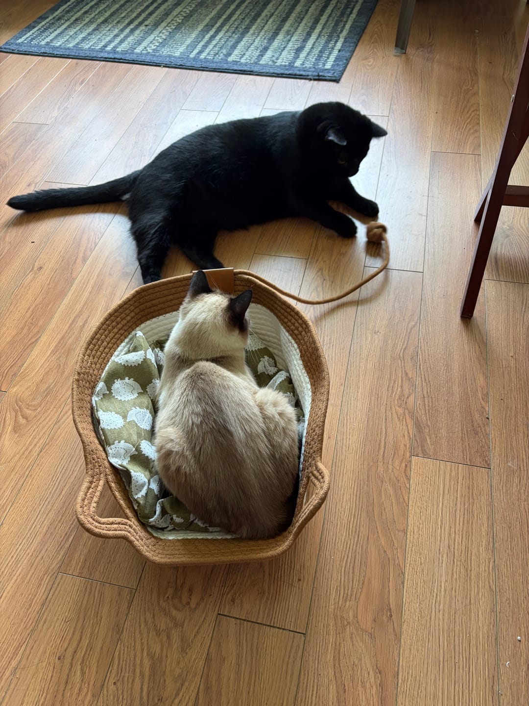 Customer photo review of Instinct Basket | Meet the first research-backed natural territory for indoor cats
