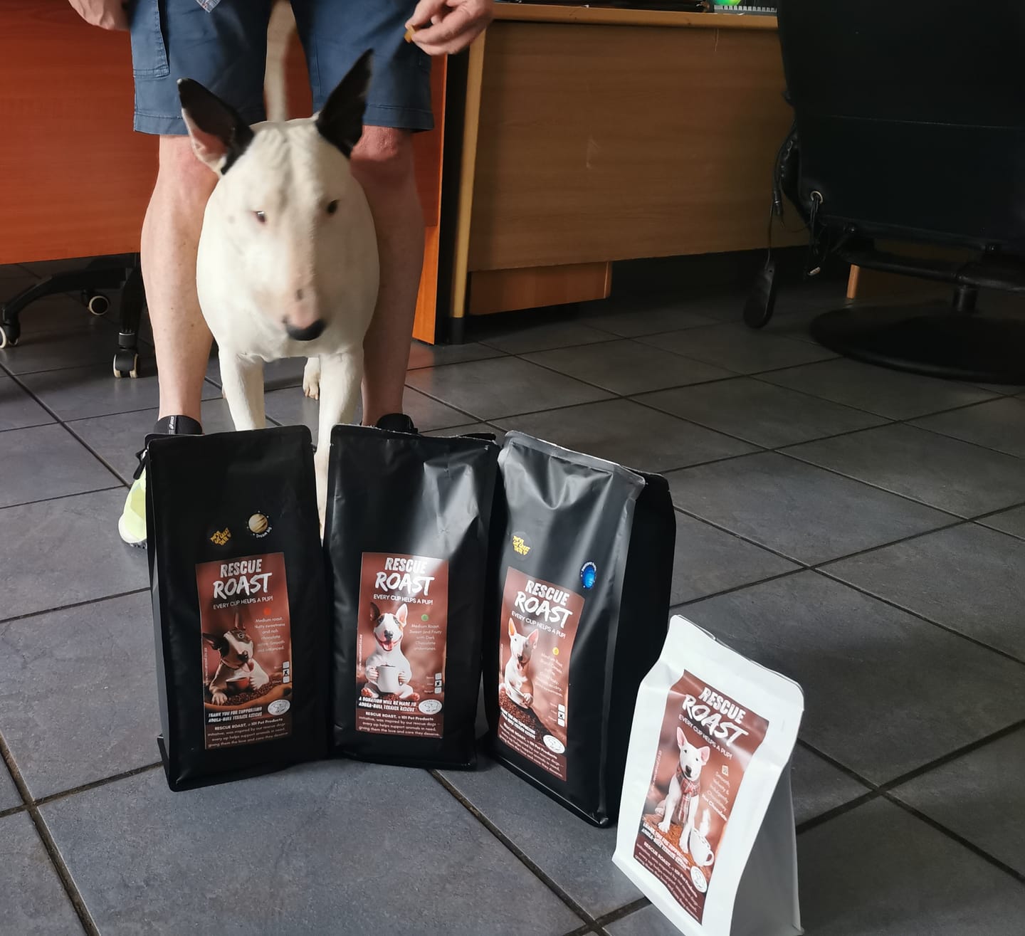 Customer photo review of Hot Chocolate - Adora-Bull Bull Terrier Rescue