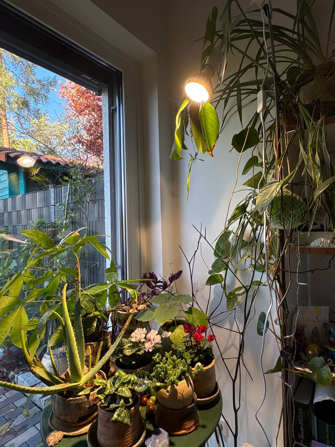 Customer photo review of Pianta LED Pflanzenlampe: Weiß